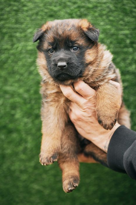 Owczarki niemieckie krótkowłose Owczarek niemiecki krótkowłosy