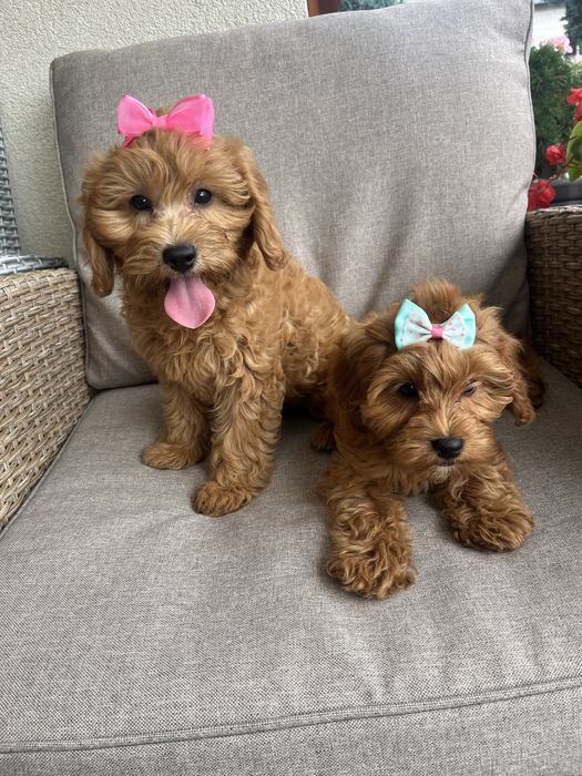 Suczka cavapoo gotowa do odbioru