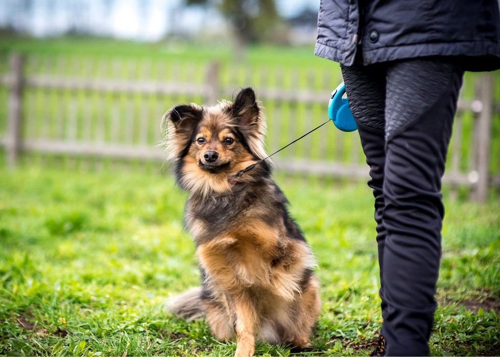 MacGyver - super pies do adopcji