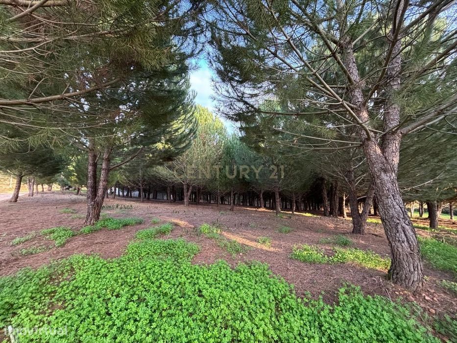 Terreno rústico - Casal Novo - Ferreira do Zêzere