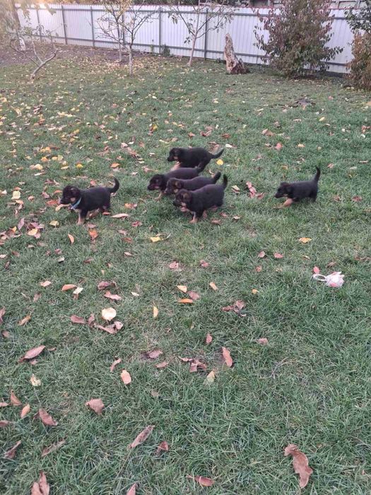 Щенята німецької вівчарки