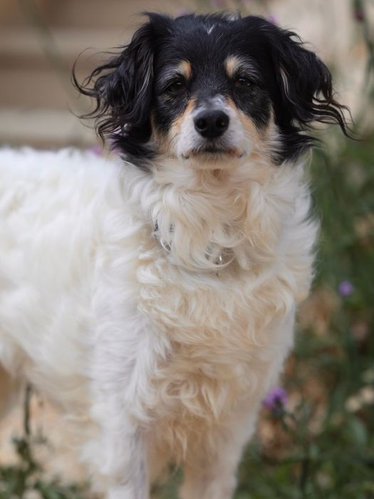 Do adopcji sunia ok 4lata 10kg