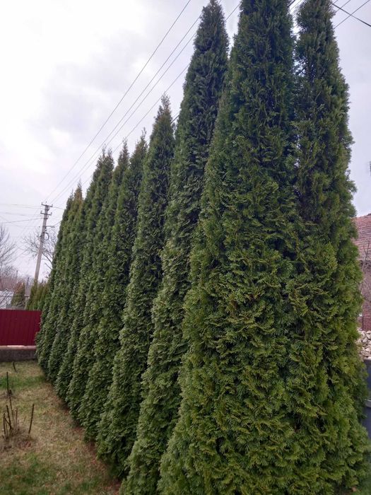 Туя смарагд, 3,5 м. Самбір