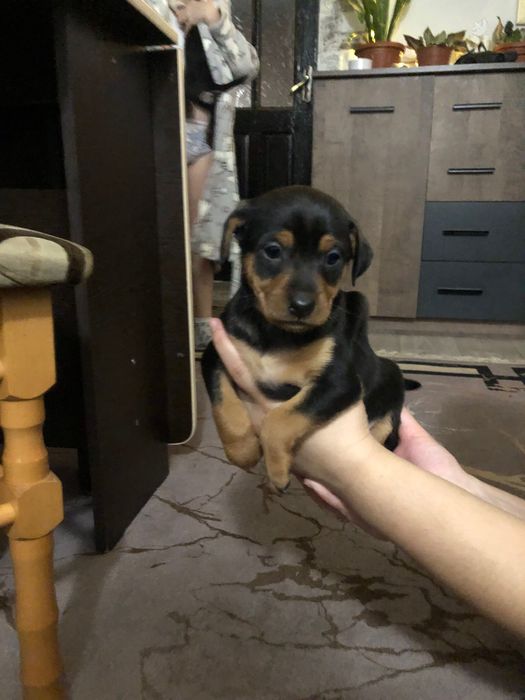 Цвергпінчери продам