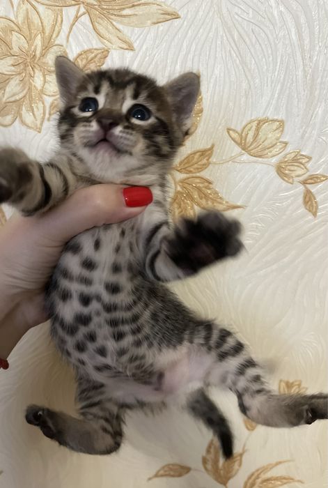 Бенгальські котята