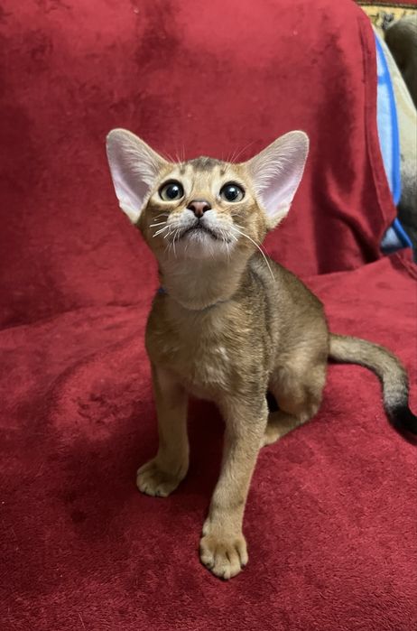 Абиссинские котята.