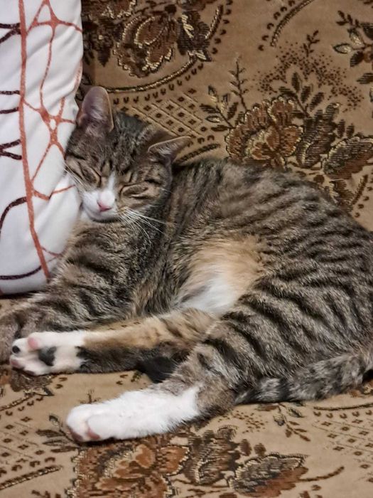 Kocurki szukają domku