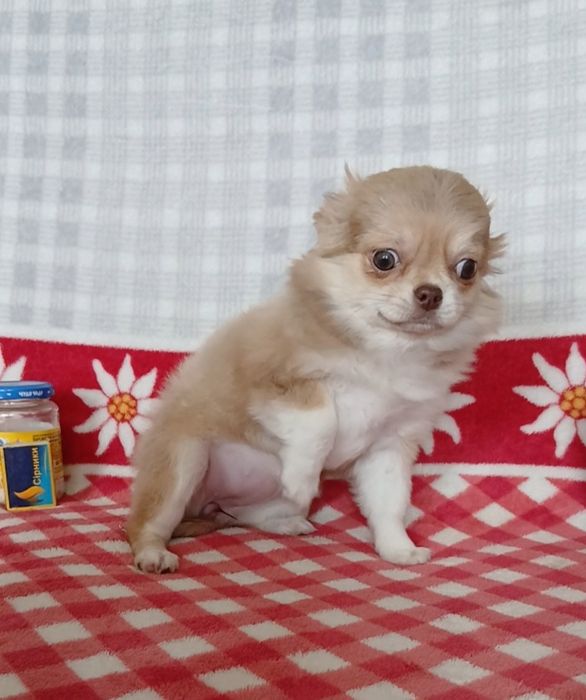 Стандартна дівчинка,КСУ,у Львові