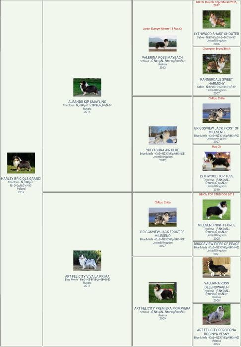 Owczarek Szetlandzki - Sheltie