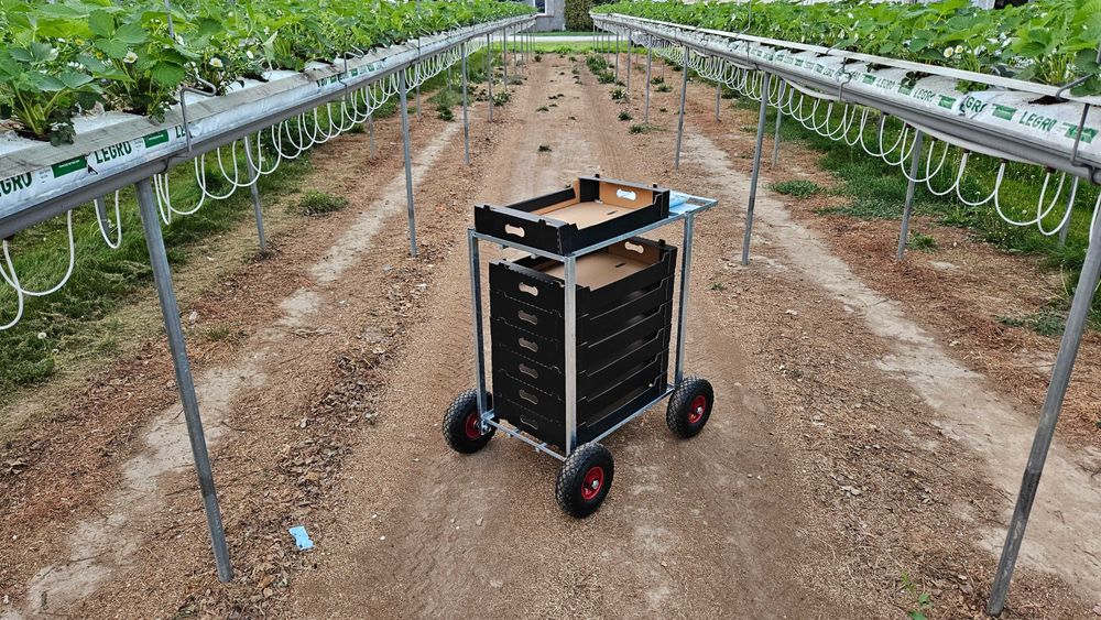 Wózek transportowy OCYNK tunel wózeczki do zbioru truskawki malin owoc