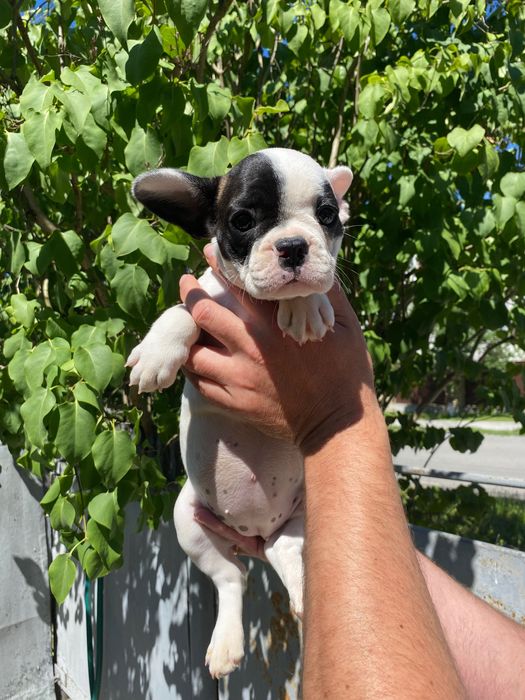 Французький бульдог