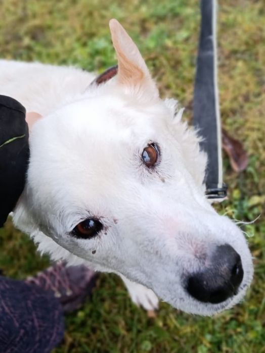 Cudny pies do adopcji, uratuj psa przed schroniskiem