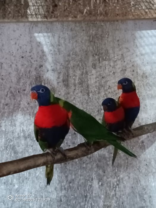 Casal de Loris Molucanos Reprodutores