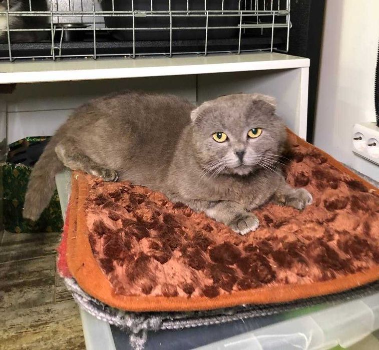 Дивовижний красень! шотландський висловухий котик Яша