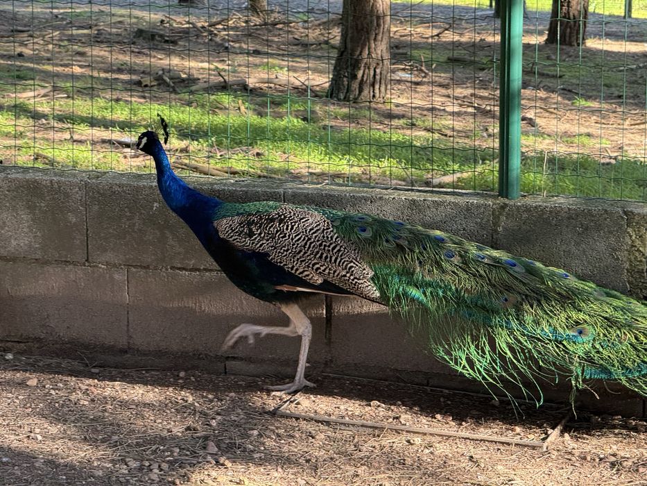 Pavões macho e fêmea