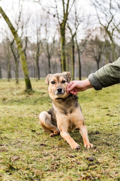 Reszka -sunia po przejściach czeka na cierpliwy i wyrozumiały dom