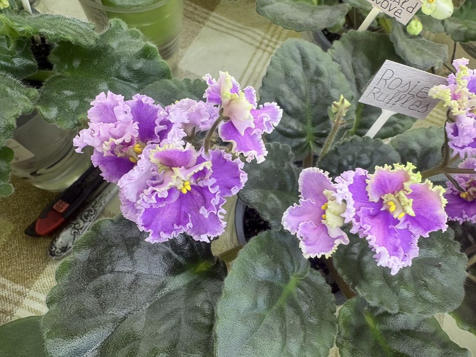 Фіалки розпродажа колекції