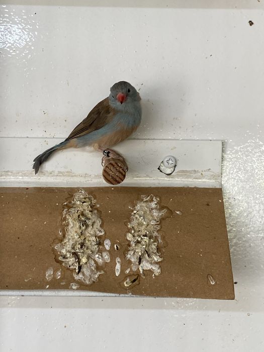 Peitinhos celeste 2025