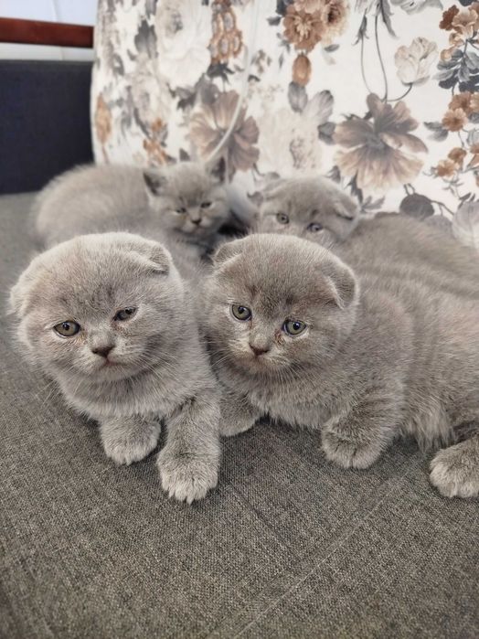 Шотландські котята .