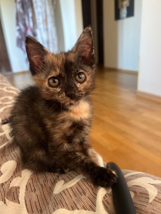 Маленька киця шукає дім