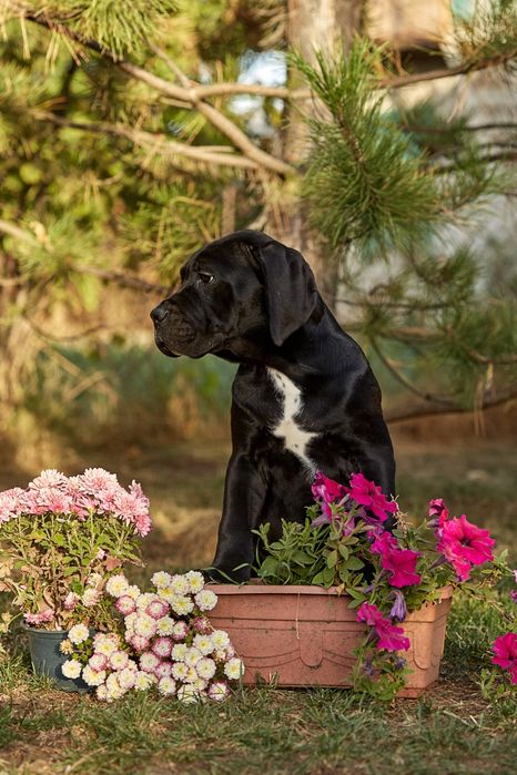 Cavaliero Dell'Onore Leroy