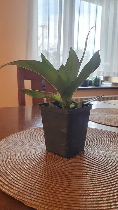 Złoty wąs - (Callisia Fragrans) - Młode sadzonki