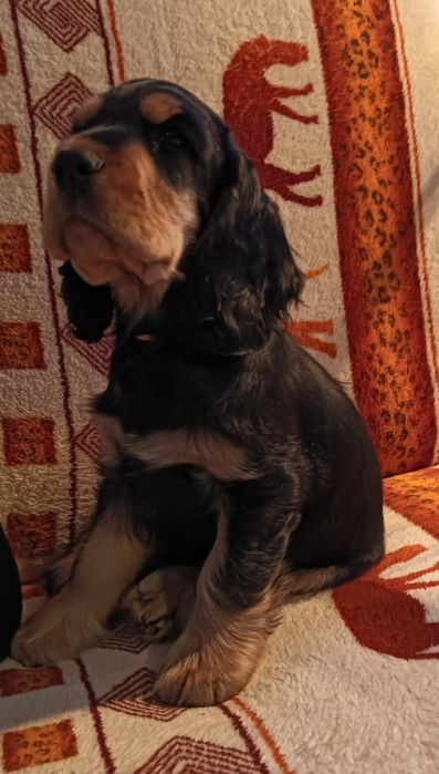 Cocker spaniel angielski szczeniak hodowla FCI