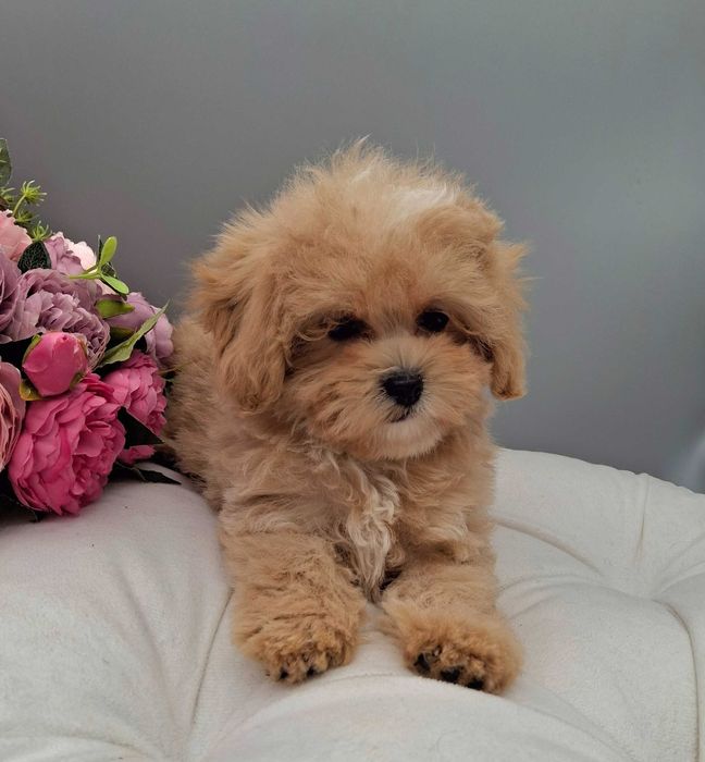 Красуня манюня Мальтипу F1