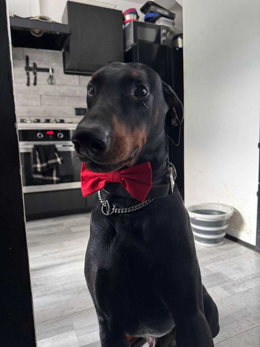 Doberman Czaki do adopcji