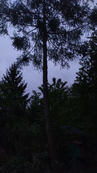 Usługi ogrodnicze