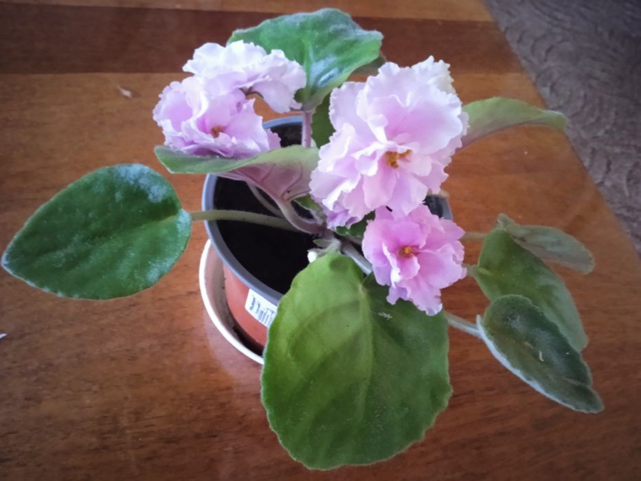 Продам цвитущую фиалочку.