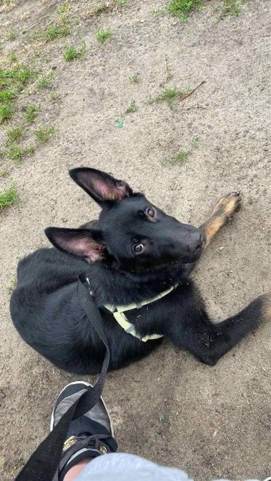 Метис вівчарки Джонні в добрі руки!