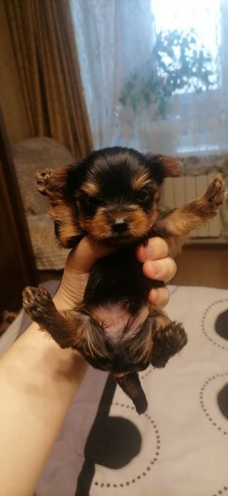 Цуценята йоркширського тер'єра 05.12.25р.