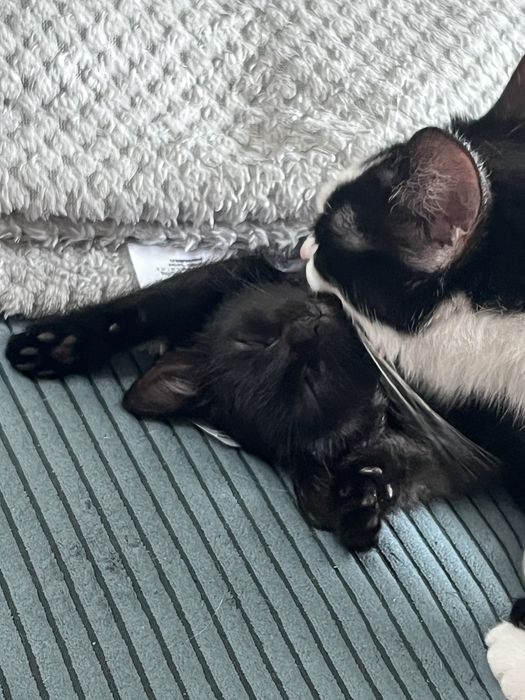 Kotki do adopcji