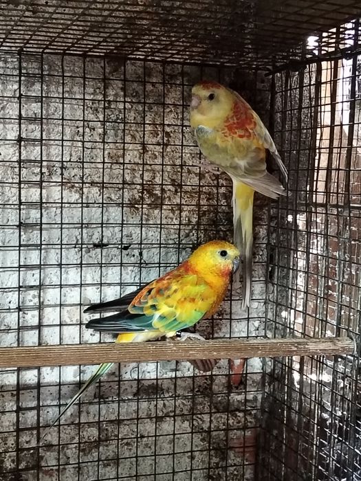 Casal de red rumps