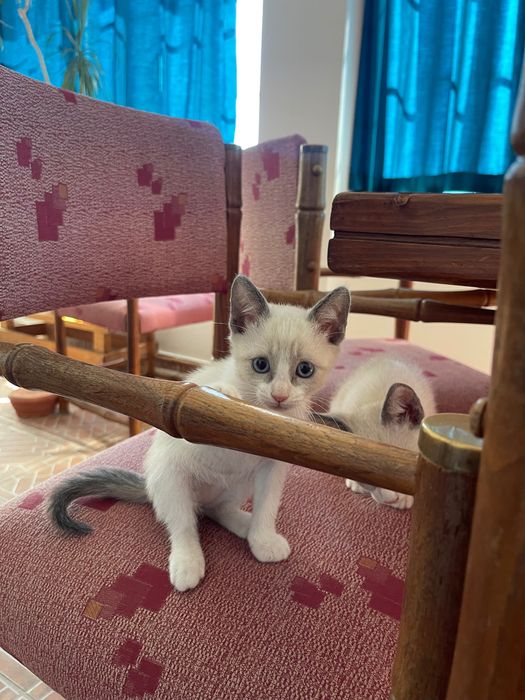 Doam-se gatinhos para adoção responsável .