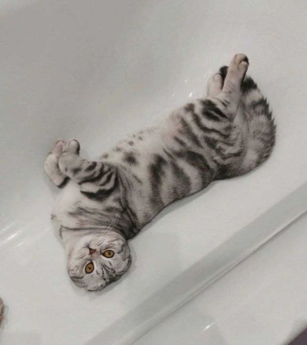 Шотландські котики