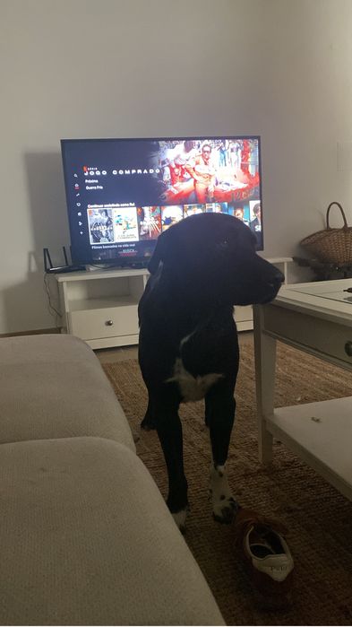 Dou Labrador por sair do pais