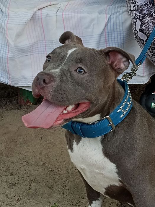 Подрощенные девочки Американский Булли