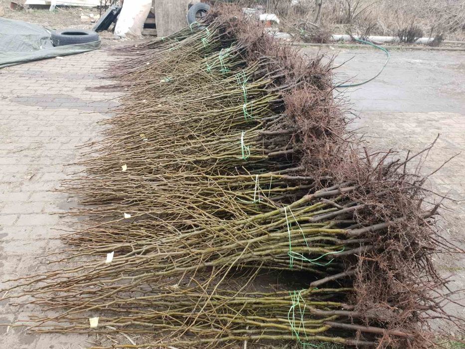 Саджанці груші, персика