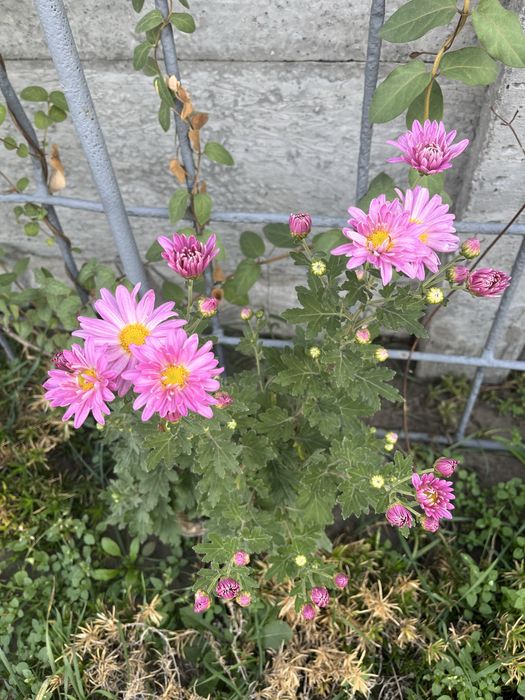 Хризантеми мультифлори та корейки