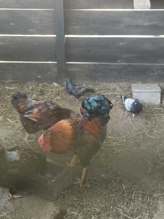Galo lindissimo raca bramha