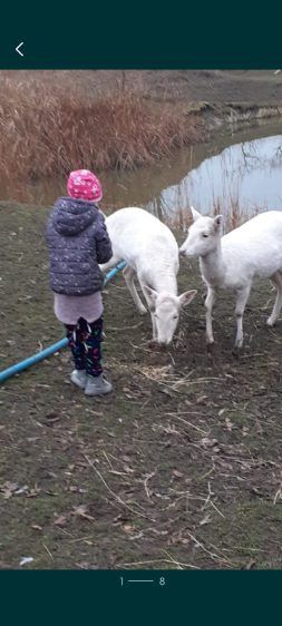 Daniel albinos z transportem