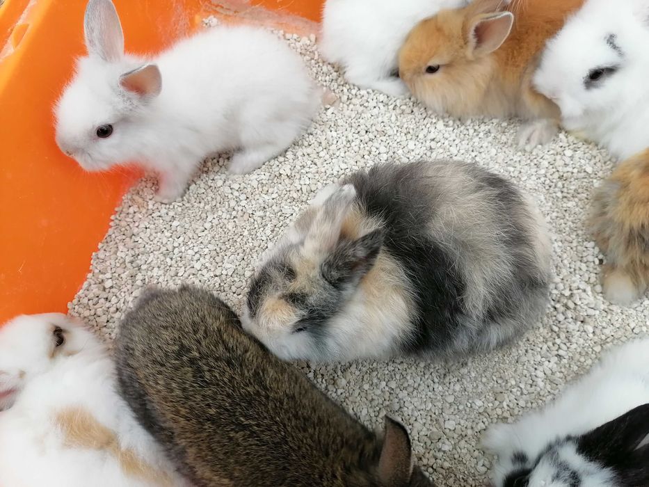 Kit coelhos anões tenho todos os das fotografias