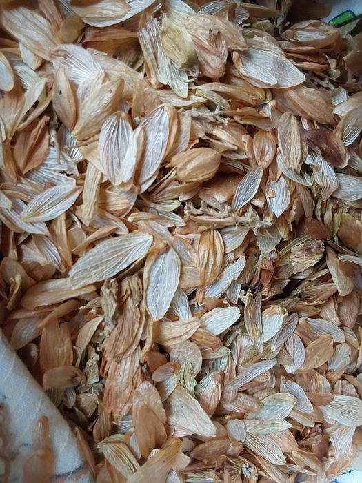 Шишки хмеля сушеные