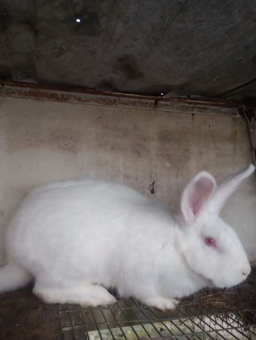 Кролі термонці різного віку.