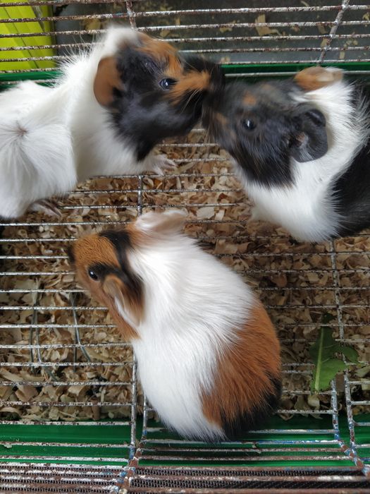 Морские свинки ангорские и розеточные