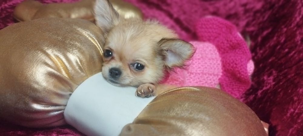 Super mini sunia xxs chihuahua