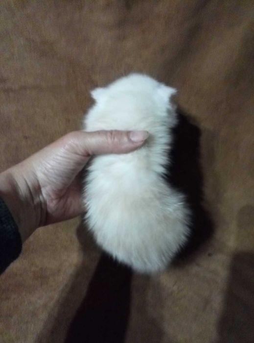 Вислоухий котенок Золотой шиншилла