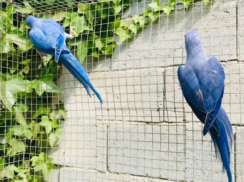 Fêmeas ring neck para criação
